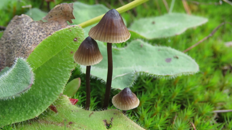 Black milking bonnet fungi (Mycena galopus) at Troopers Hill local nature reserve in east Bristol, England, UK